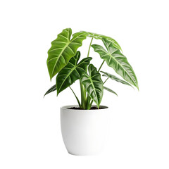 Potted Alocasia Plant with Large Green Leaves in White Ceramic Pot