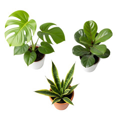 Three Potted Houseplants with Lush Green Leaves on White Background