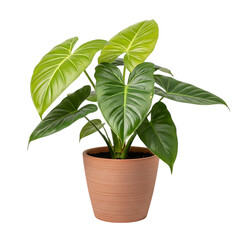 Philodendron Plant in Terracotta Pot on White Background