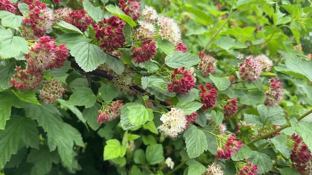 The vibrant red flowers of the Bubblegum viburnum contrasted beautifully against the green leaves on a sunny spring day full of life.