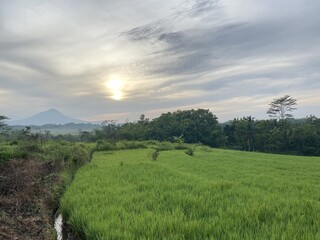 Fototapeta premium Vibrant green rice field landscape with distant mountain, lush trees, and sunlit cloudy sky.