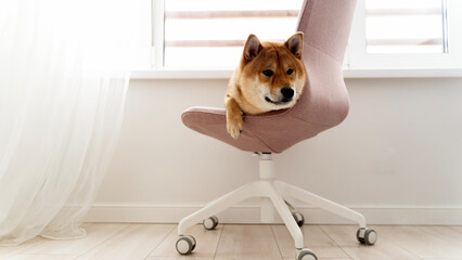 Shiba Inu dog on a chair by the window