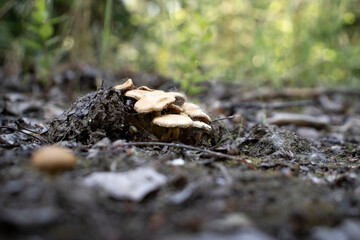 Mushrooms on a hiking trail in Alaska