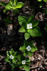 Bunchberry in Alaska