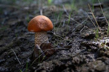 Mushroom on a hiking trail in Alaska
