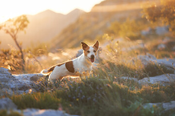 A terrier lays low on a warm rock surface with mountains fading in the distance. The soft evening...