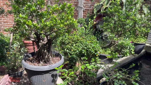 Collection of potted ficus bonsai trees displayed in a home garden next to a small fish pond