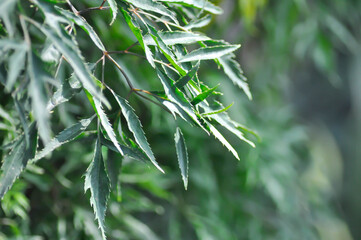 Ming Aralia,  Araliaceae or Parsley Panax or  Plerandra or Plerandra elegantissima or Polyscias...