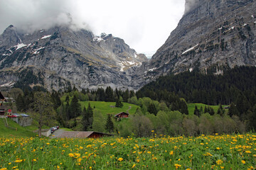 Swiss Alpine mountain landscape and lush wildflower meadows on the way down the Grosse Scheidegg...