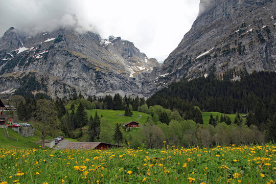 Swiss Alpine mountain landscape and lush wildflower meadows on the way down the Grosse Scheidegg pass towards Grindelwald