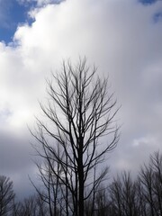Obraz premium A stark silhouette of bare winter trees against a dramatic cloudy sky, conveying a sense of quiet dormancy, season, bare