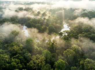 Serene Misty Tropical Rainforest Landscape