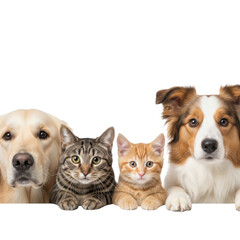 Obraz premium Group of pets looking at camera isolated on transparent background