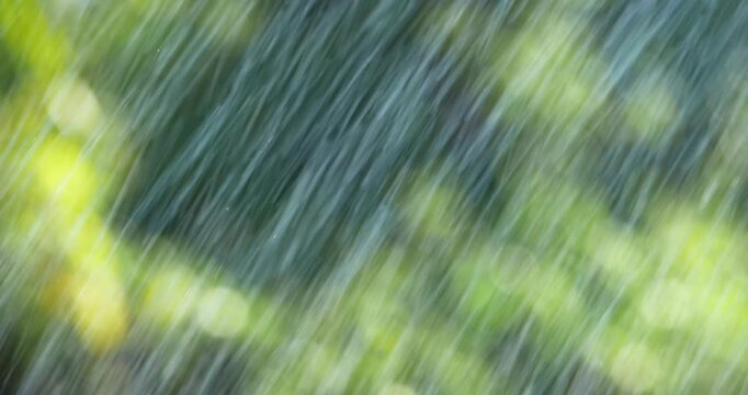 Experience serene beauty of nature through blurred foliage and vibrant bokeh.