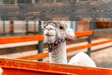 Fototapeta premium White alpaca on the farm