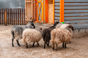 Fototapeta premium Shaggy sheep on the farm