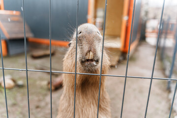 Fototapeta premium Capybara on the farm at the zoo