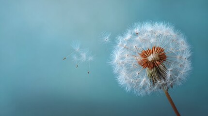 Beautiful close-up of a delicate dandelion seed head with fluffy seeds dispersing in the outdoor natural environment, showcasing detailed botanical and floral elements
