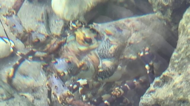 Lobster