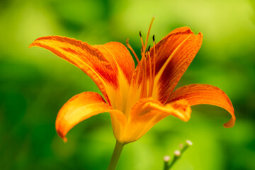 Orange daylily in full bloom&mdash;macro botanical image highlighting petal gradients, stamen detail, and floral anatomy