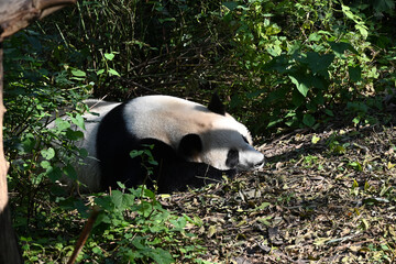 giant panda lie and sleep on the ground in sunny day in the zoo