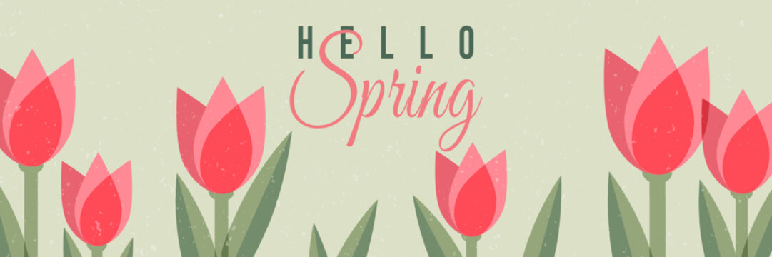 Hello Spring vector banner with cute pink tulips on soft green background. Fresh floral botanical illustration for seasonal posters, web headers, backgrounds, greeting designs and spring promotions.