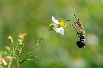 humming moth sucking pollen at garden
