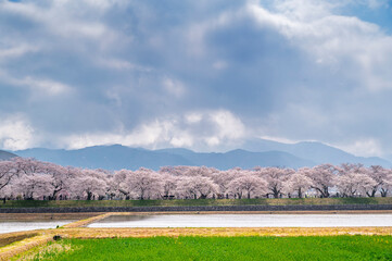 Japan Cherry blossom trees row along Funakawa River and Japanese Northern Alps backgreound in Asahi, Toyama, Japan.