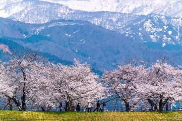 Japan Cherry blossom trees row along Funakawa River and Japanese Northern Alps backgreound in Asahi, Toyama, Japan.