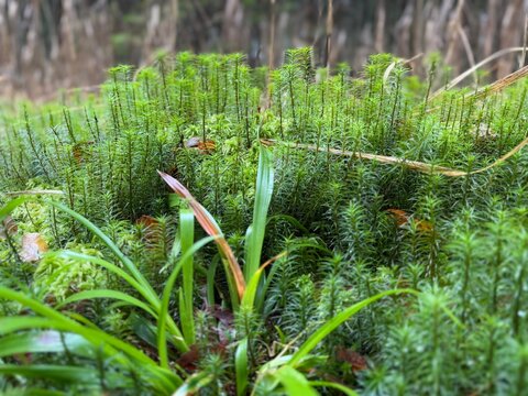 Dense patch of clubmoss (Lycopodium spp.) growing on the forest floor with grasses among moss and conifer trees. Natural woodland ground vegetation scene.