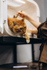 Ginger cat grooming inside professional pet dryer cabin