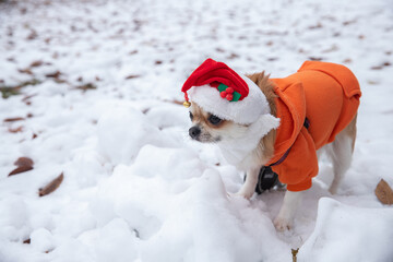 Charming Little Dog in a Festive Santa Hat Enjoys Snowy New Year Celebrations Outdoors, Bringing Joy and Warmth to Winter's Chill