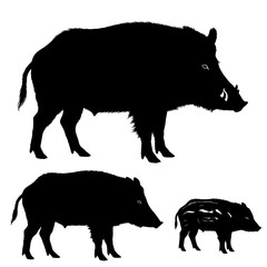 Silhouette of a Wild Boar Family Sow Boar and Piglet.
