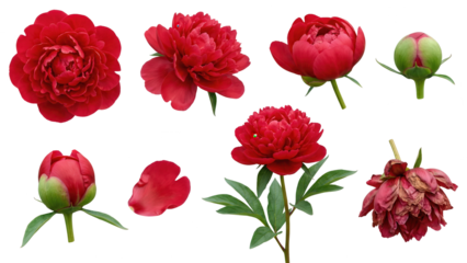 Watercolor Red Peony Set: Blooming Flowers, Buds, and Leaves Isolated