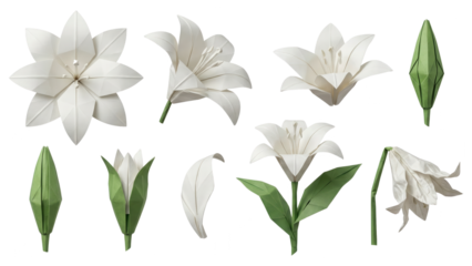 Origami White Lily Flowers Isolated on White Background