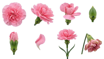 Fototapeta premium Pink Carnation Flower Collection on White Background
