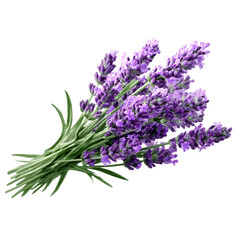 Bunch of fresh lavender flowers with green stems isolated on transparent background, lavender bouquet with purple blooms and leaves, floral arrangement © Ali