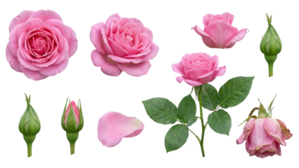Pink Rose Set Isolated: Blooming, Bud, Withered, and Petal Stages