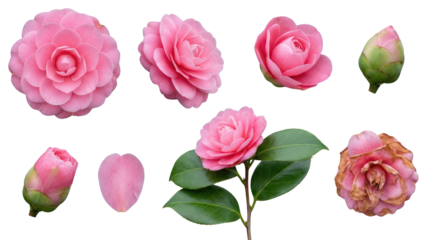 Pink Camellia Flower Stages: Blooming, Budding, Wilting, Single Petal on White