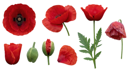 Vibrant Red Poppy Set: Isolated Flower Stages on White