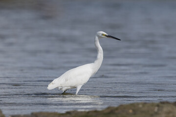 Obraz premium The little egret (Egretta garzetta) is a species of small heron in the family Ardeidae. It is a white bird with a slender black beak, long black legs 