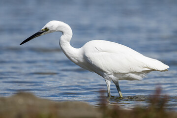 The little egret (Egretta garzetta) is a species of small heron in the family Ardeidae. It is a white bird with a slender black beak, long black legs 
