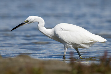 The little egret (Egretta garzetta) is a species of small heron in the family Ardeidae. It is a white bird with a slender black beak, long black legs 