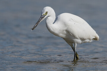 The little egret (Egretta garzetta) is a species of small heron in the family Ardeidae. It is a white bird with a slender black beak, long black legs 