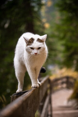 White cat walking along wooden railing in forest park