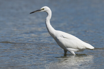 The little egret (Egretta garzetta) is a species of small heron in the family Ardeidae. It is a white bird with a slender black beak, long black legs 