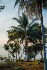 Fototapeta premium Coconut palm trees overlooking Ngam Kho Beach, Koh Kood, Thailand