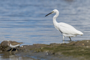 The little egret (Egretta garzetta) is a species of small heron in the family Ardeidae. It is a white bird with a slender black beak, long black legs 