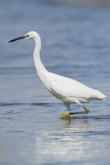 The little egret (Egretta garzetta) is a species of small heron in the family Ardeidae. It is a white bird with a slender black beak, long black legs 