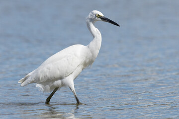 The little egret (Egretta garzetta) is a species of small heron in the family Ardeidae. It is a white bird with a slender black beak, long black legs 